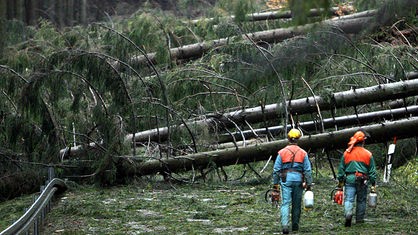 Waldarbeiter nähern sich mehreren umgestürzten Bäumen auf einer Landstraße