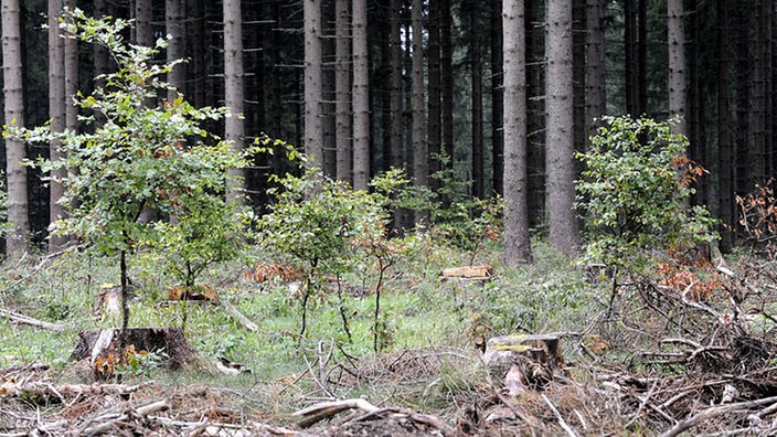 Junge Laubbäume stehen vor einem Fichtenwald
