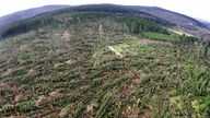 Sturmgeschädigter Wald im Sauerland