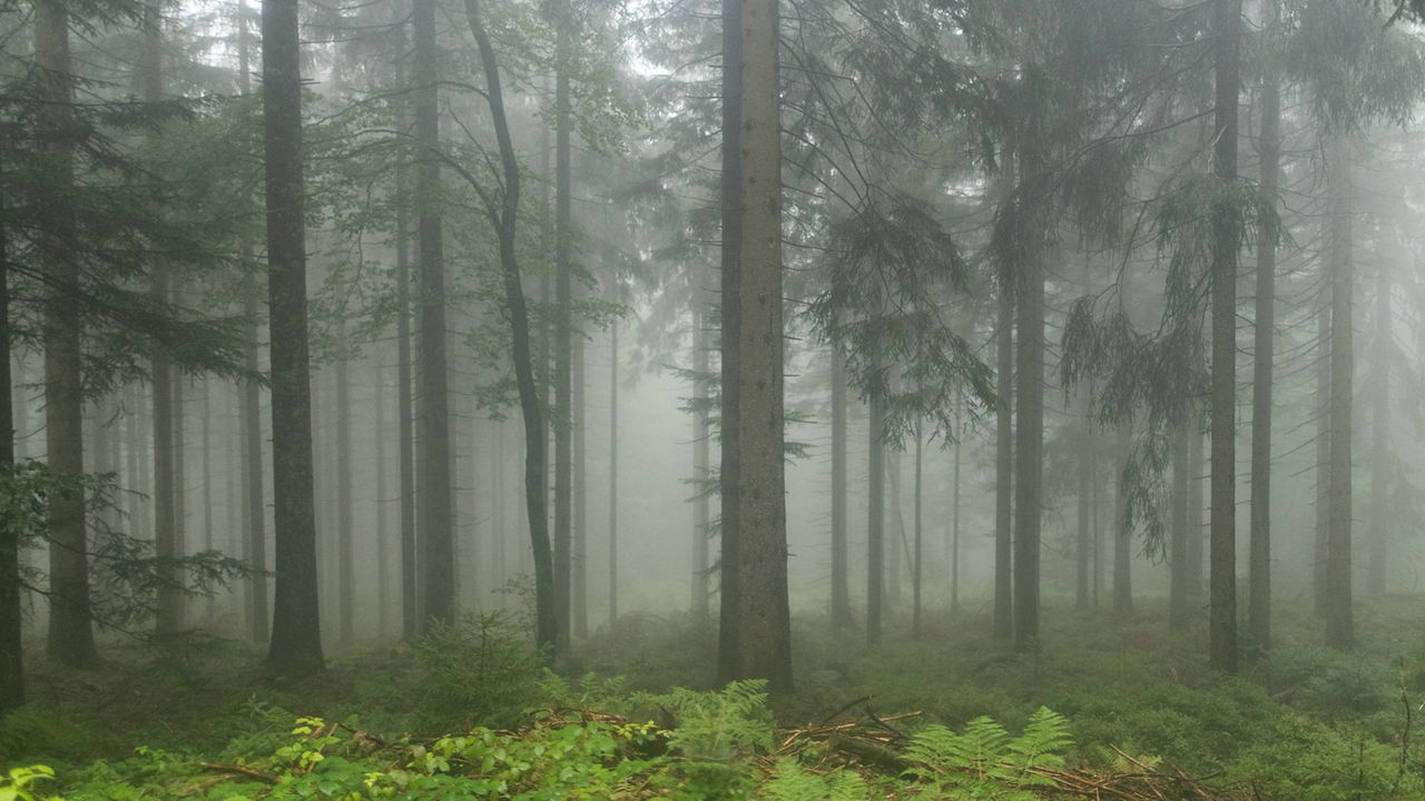 Mischwald im Nebel, Farn im Vordergrund