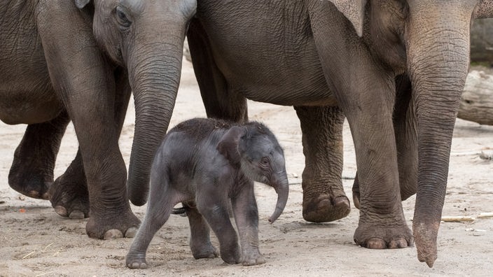 Moma, der erste im Kölner Zoo geborene Elefant, hat tolle Paten: das gesamte ARD-MOMA-Team.