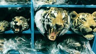 Beschlagnahmte tote Tiger liegen fein säuberlich gestapelt in einem Regal zur Archivierung. 