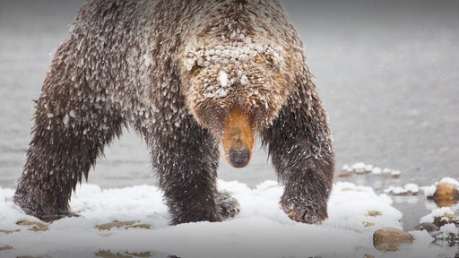 Eine vereiste Grizzlydame läuft durch den Schnee