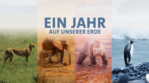 Von links nach rechts sind ein Gepard, ein Elefant, Bär und Pinguin nebeneinander platziert.