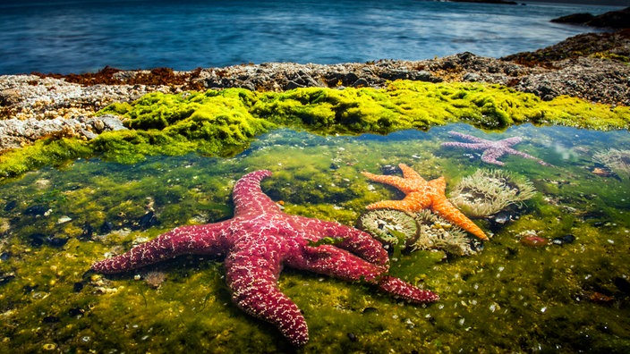 Im Vordergrund ein pinker und ein orangener Seestern auf moosigem Grund, in der Ferne ein Gewässer, dahinter Berge