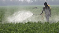 Ein Arbeiter sprüht Pestizide auf einem Feld in der Nähe der indischen Stadt Amritsar.