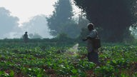 Ein indischer Farmer versprüht Pestizide auf einem Feld.