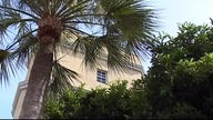 Palme vor einem gelben Haus