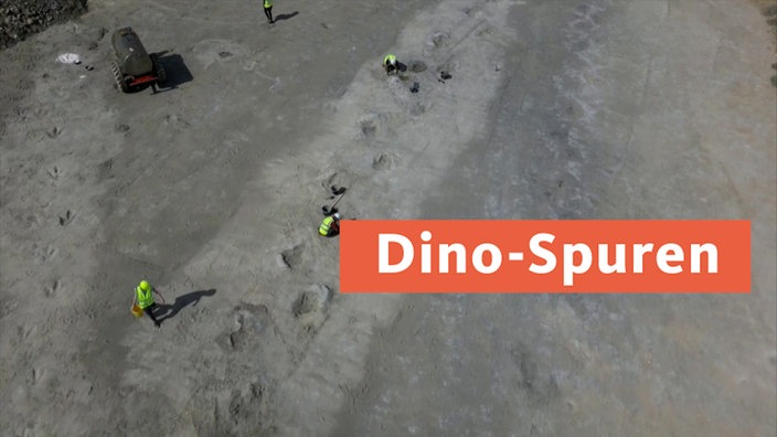 Dino Spuren entdeckt