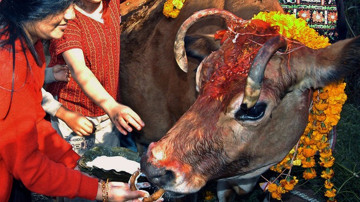 Eine heilige Kuh wird von einer jungen Frau gefüttert