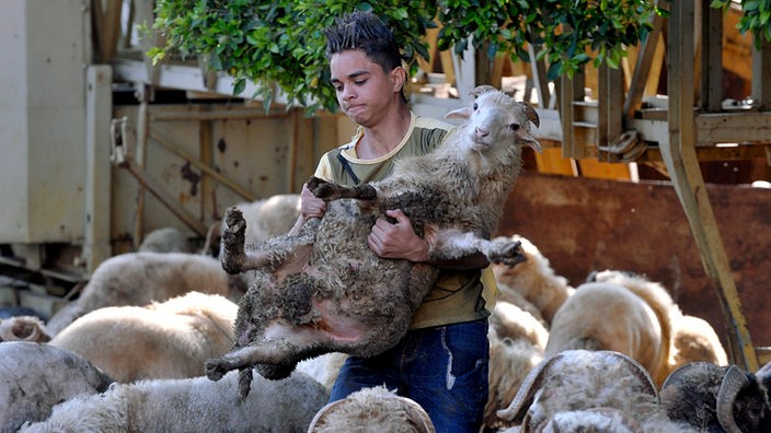 Junge trägt ein Lamm