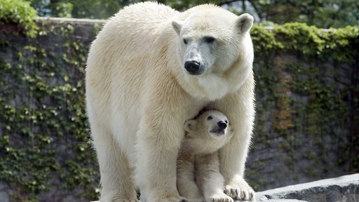 Junger Eisbär Wilbär zwischen den Beinen seiner Mutter Corinna