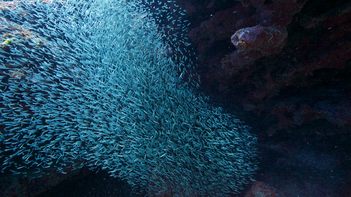 Unterwasseraufnahme von einem riesigen Schwarm Jungfische.