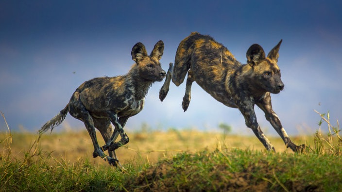 Zwei Windhunde springen laufend in die Luft.