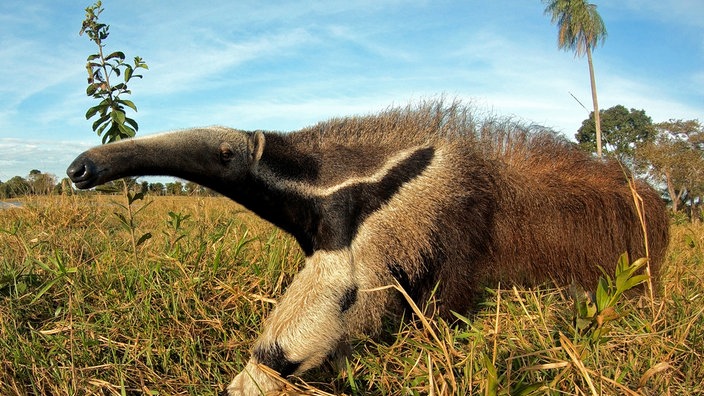 Nahaufnahme: Ein Ameisenbär streift durch eine Savannenlandschaft.