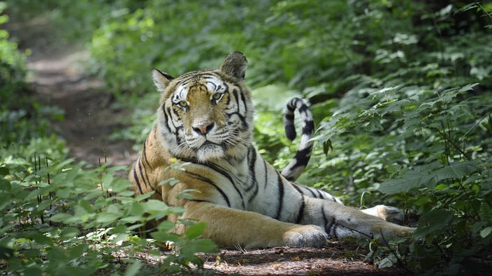 Ein Amur Tiger liegt auf einem Waldweg zwischen dichtem Grün.