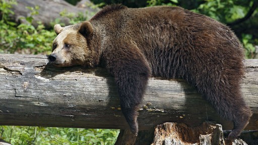 Ein Bär liegt völlig entspannt auf einem ungekippten Baumstamm und lässt die Beine baumeln.