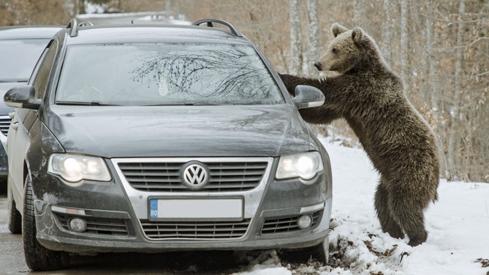 Ein Bär steht auf seinen Hinterbeinen und stürzt sich an einem Auto ab.