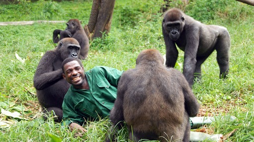 Der Pfleger Alfred Bama liegt zwischen jungen Gorillas.