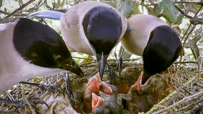 Drei erwachsene Blauelstern füttern gleichzeitig Junge im Nest.