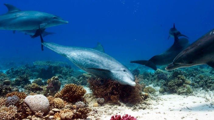 Eine Delfionschule an einem Riff - einer der Delfine kratzt sich an einer Korralle.