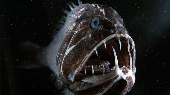 Ein Fisch mit riesigem Maul und langen Fangzähnen in der Dunkeheit der Tiefsee.
