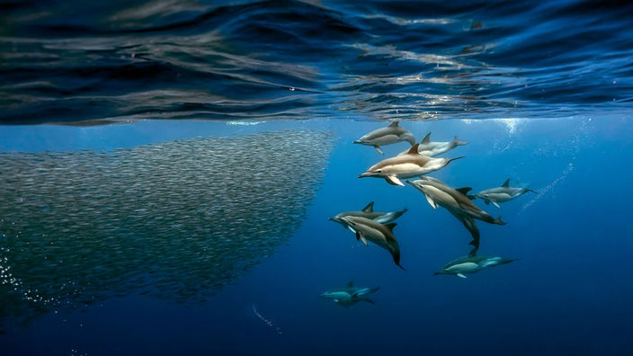 Mehrere Delfine kreisen einen Fischschwarm ein.