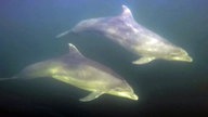 Unterwasseraufnahme von zwei Delfinen in der Ostsee.