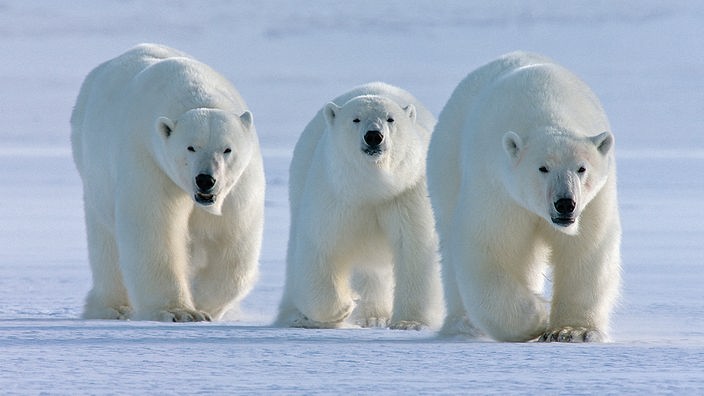 Drei Eisbären kommen frontal auf die Kamera zu.