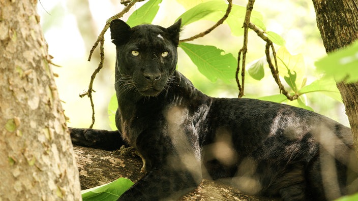 Ein schwarzer Panther liegt auf einem Baumast.