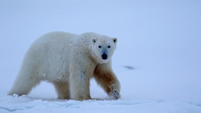 Ein Eisbär läuft durch eine Schneelandschaft und schaut in die Kamera.