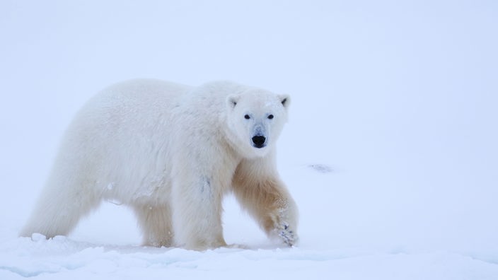 Ein Eisbär läuft duch eine Schneelandschaft und blickt neugierig in die Kamera.
