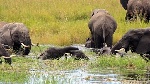 Eine Herde Elefanten beim Baden in einem See - die kleinen toben im Wasser.