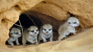 Erdmännchen-Juntiere klettern vorsichtig aus ihrer Erdhöhle.