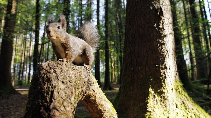 Ein europäisches Eichhörnchen steht auf einer hohen Baumwurzel und beobachtet die Umgebung.