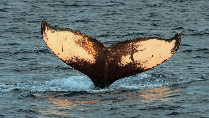 Eine Walfluke schaut senkrecht aus dem Wasser.
