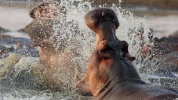 Zwei Flusspferde mit weit aufgerissenen Mäulern kämpfen im Wasser.