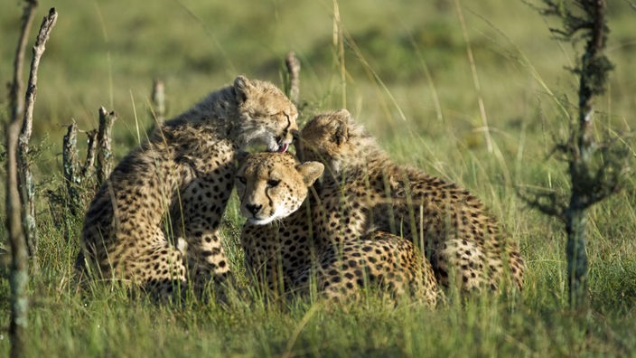 Eine Gepardin liegt und zwei ihrer Jungen schmiegen sich an sie und lecken ihr den Kopf.