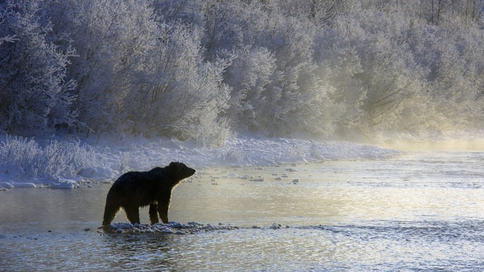 Ein Grizzlybär steht am frühen Morgen im flachen Wasser eines Flusses.