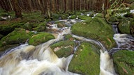 Bach fließt mäandernd durch den Wald.