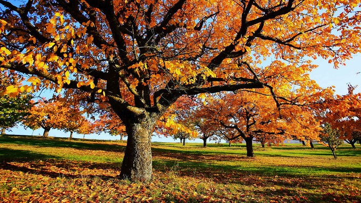 Ein großer Apfelbaum mit leuchten roten udn gelben Blättern im Herbst.