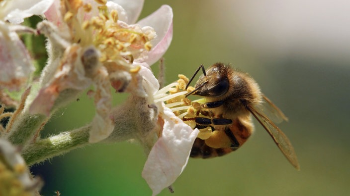 Biene sucht Nektar an Blüte und hat Pollen am Körper.