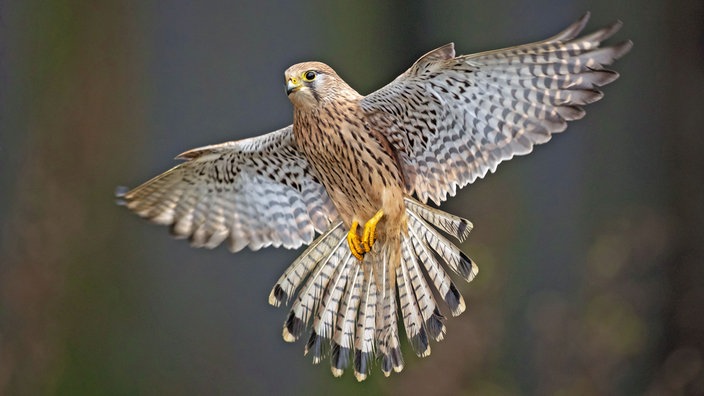 Ein Turmfalke fliegt senrecht in der Luft mit weit ausgebreiteten Flügeln.