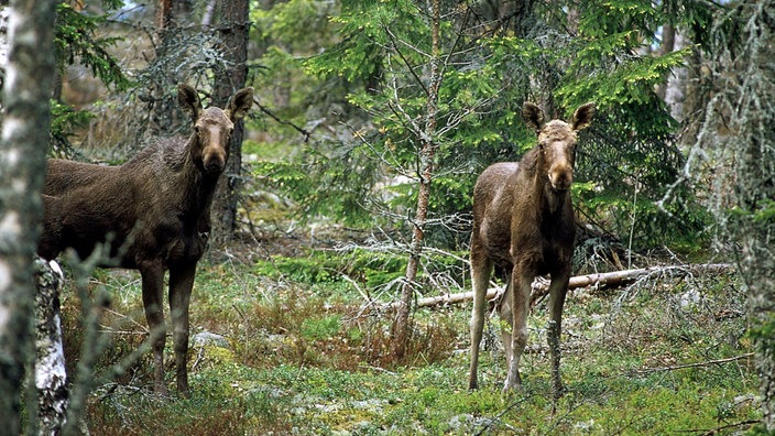 Zwei Junge Elche stehen im Wald und sind sehr aufmerksam.