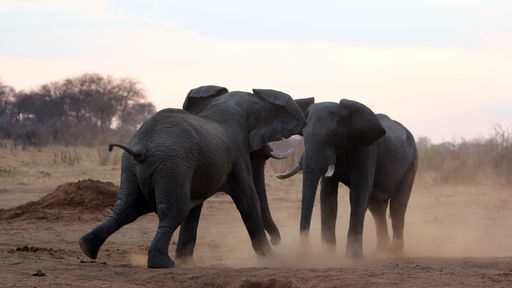 Zwei Elefantenbullenkämpfen während der Musth miteinander.