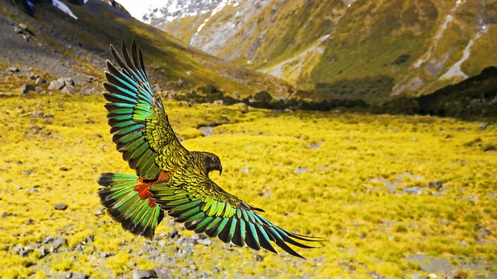 Ein Bergpapagei, der Kea, fliegt im Hochgebirge Neuseelands und man sieht sein blau-grün-gold schimmerndes Gefieder.