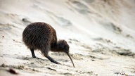 Ein Kiwi steckt seinen langen Schnabel in den Sand auf der Such nach Futter.