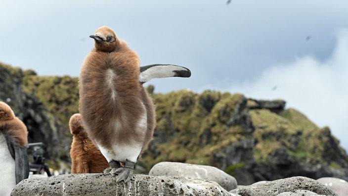 Ein Junger Königspinguin steht auf einem Felsen und hat noch sein braunes Daunenkleid.