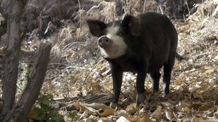Nahaufnahme: Ein Schwarzes Schwein mit weißem Kopf schaut in die Kamera.