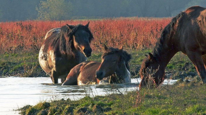 Drei Pferde am Ufer eines Flusses - eins davon liegt im seichten Wasser.